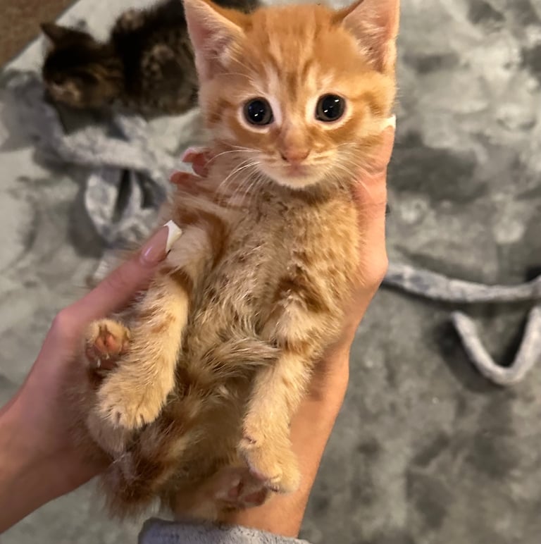 Kittens 