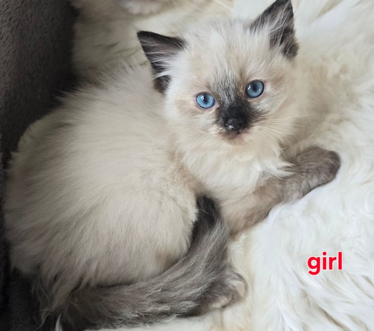 🩷Ragdoll💙