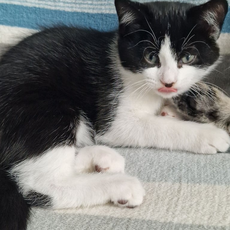 BLACK WHITE KITTEN GIRL 