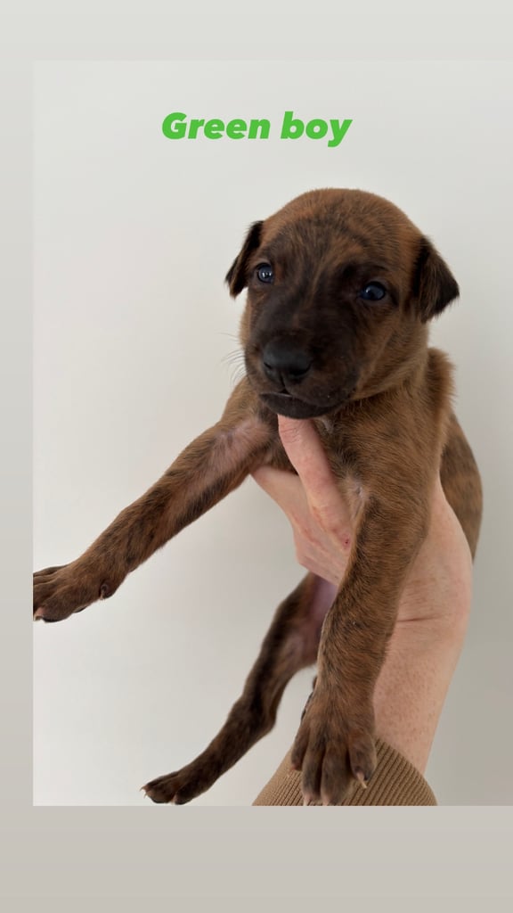 Pharaoh hound x whippet puppies 