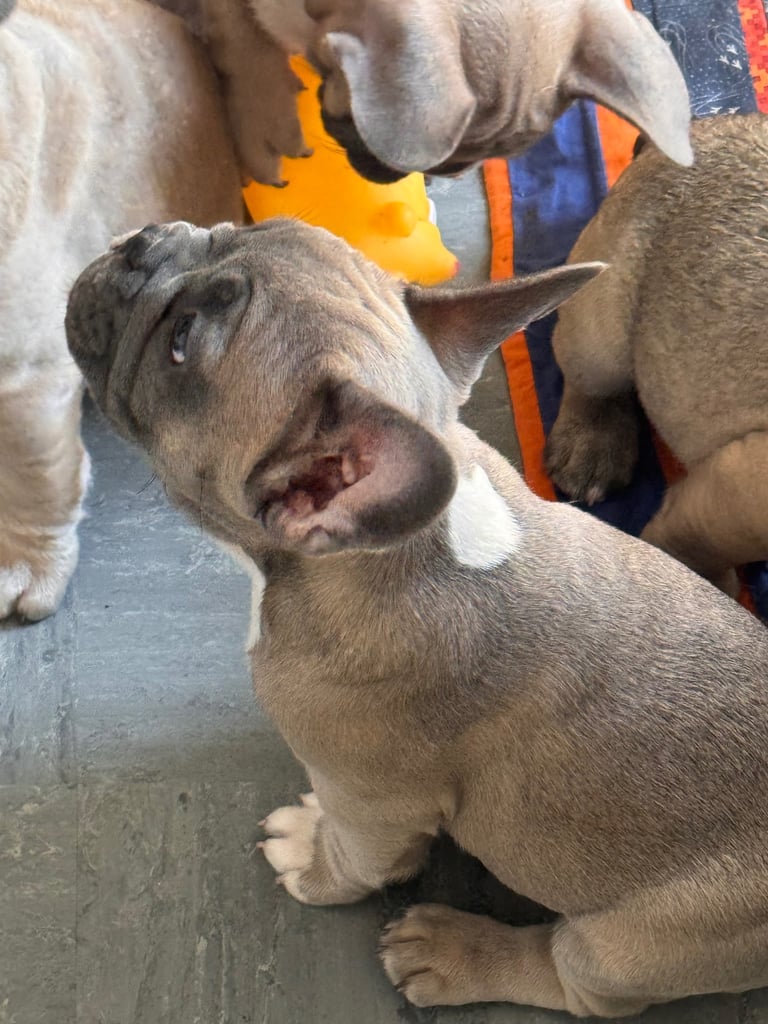French bulldogs puppies