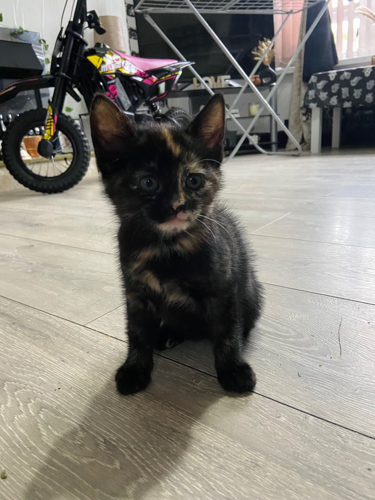 Beautiful kittens ready for there new homes 