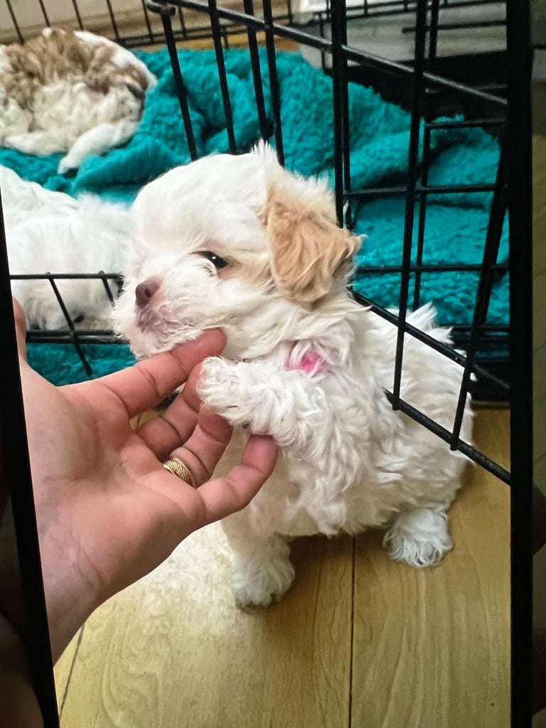 Maltese
