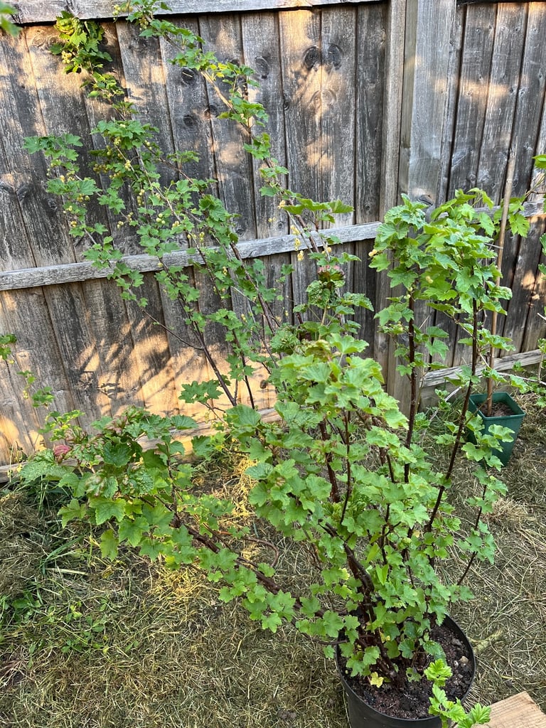 image for Currant bush, white/yellow