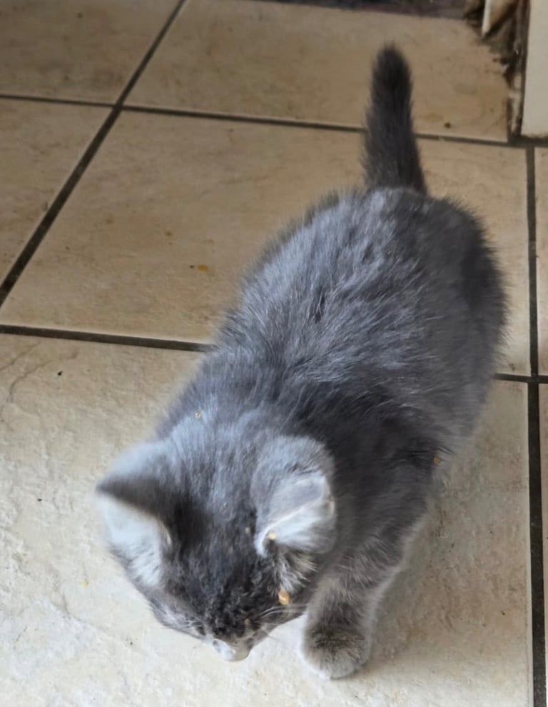 3 KITTENS READY TO GO 12 WEEKS OLD 