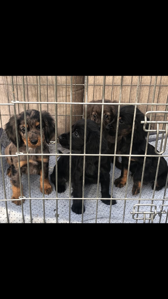 Cocker spaniel 