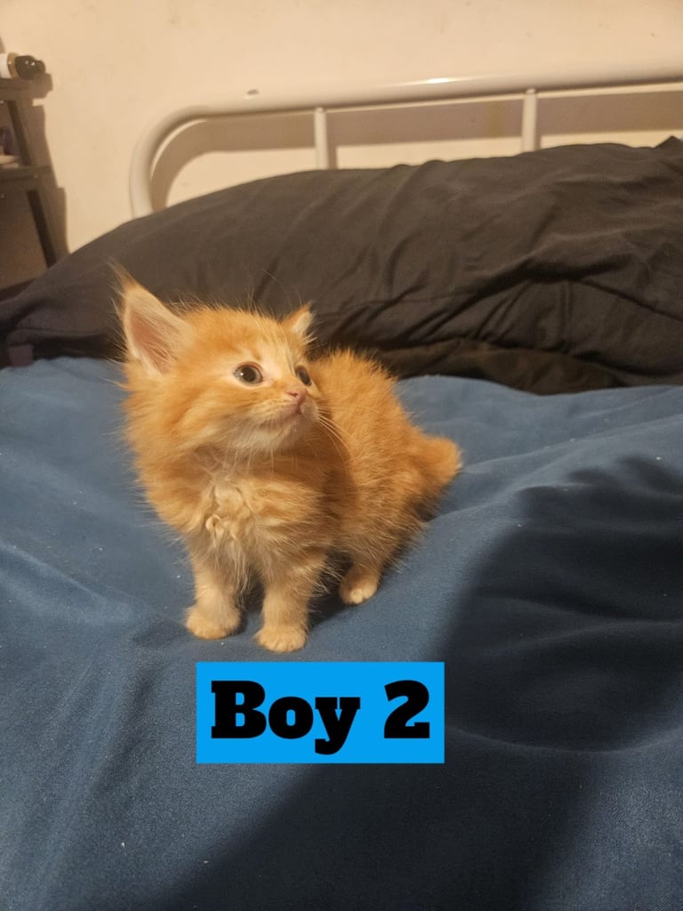 X5 Maine coon x Norwegian forest 