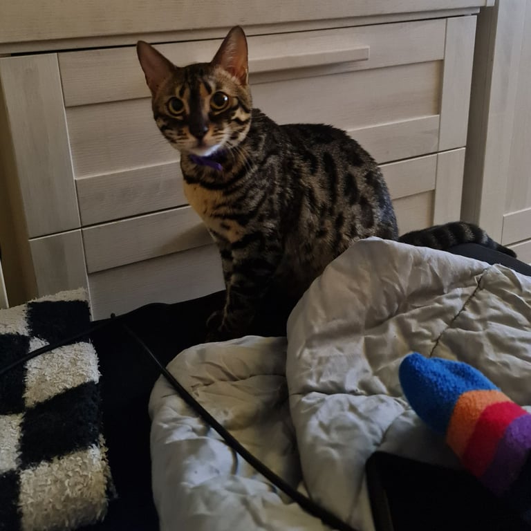 1y Male + Female Bengals to be homed together or separately