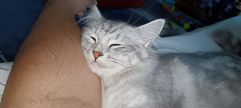 Rare chinchilla Persian Two Kittens And 18 Months Old Maine Coon Female Cat