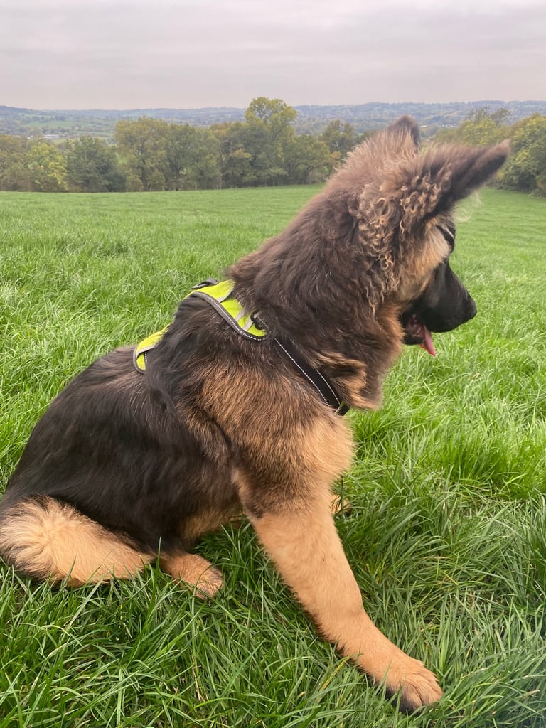 German shepherd 6 months old 