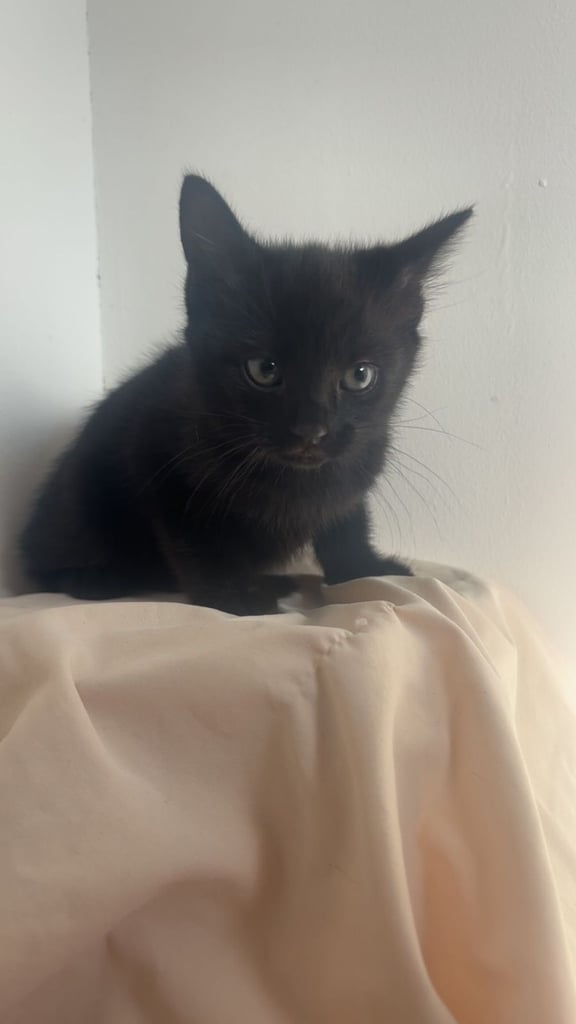 Kittens (read description)