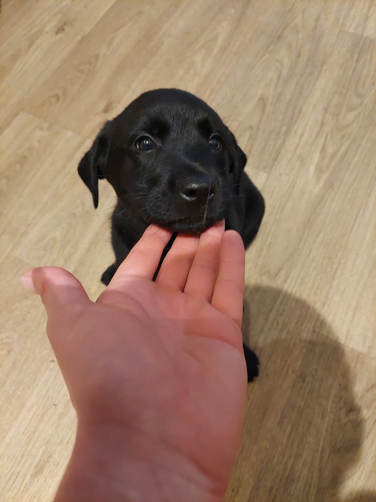 Labrador Mix Breed