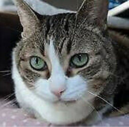 Zones 1 to 6 - Free - London wide small pet and cat sitter, house sitting