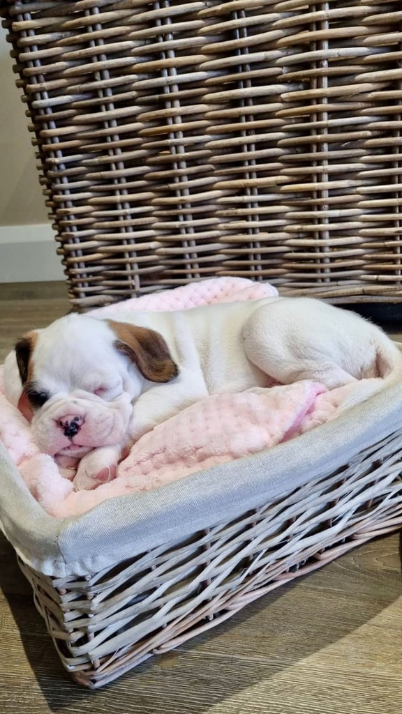 *Boxer puppies for sale*