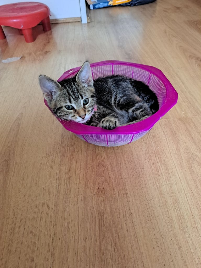 Kittens waiting for a forever home (last one)