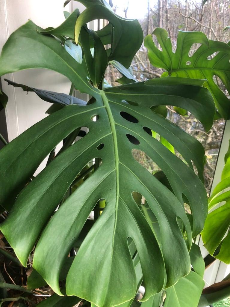 7ft Monstera (Swiss Cheese Plant)