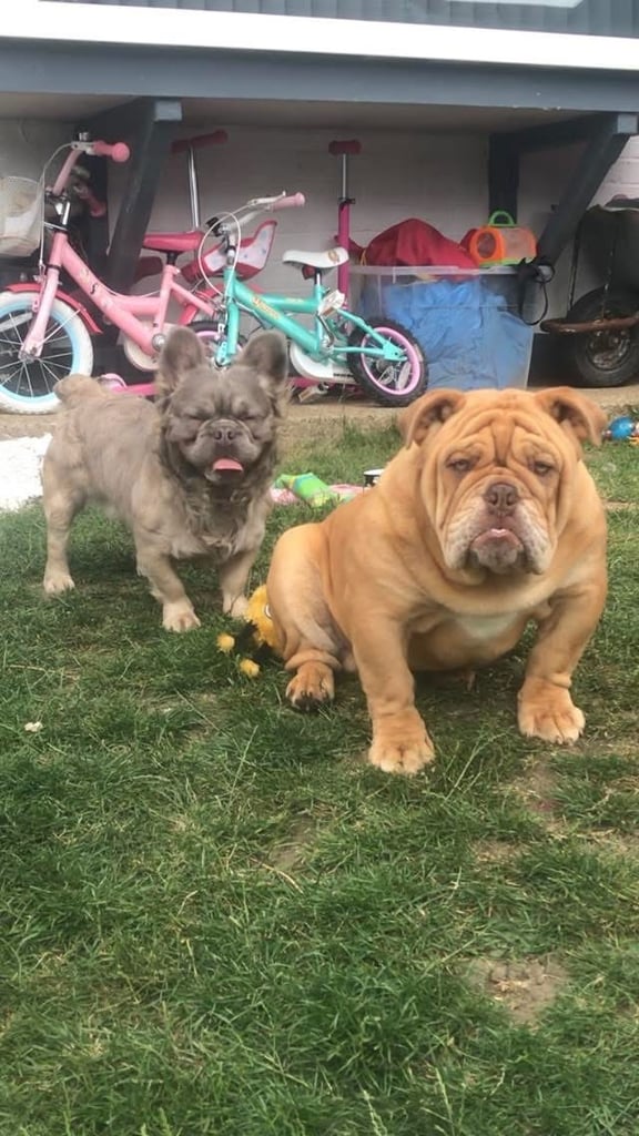 Minibull bulldog puppies 