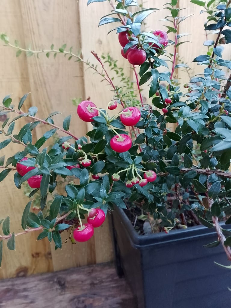 image for Pernettya mucronata 'Red' 33cm Pot.