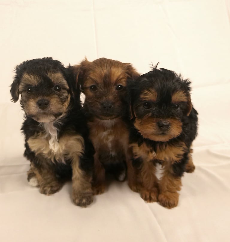 Ready now Yorkiepoo 