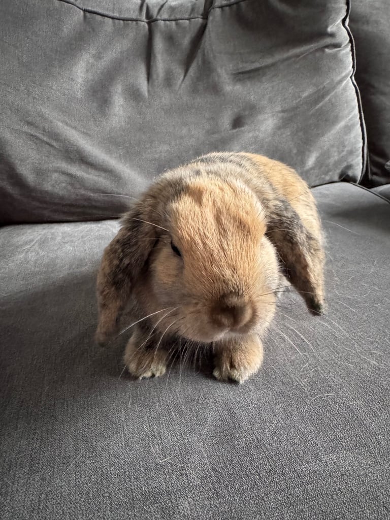 Beautiful Mini Lop Boy (Buck)