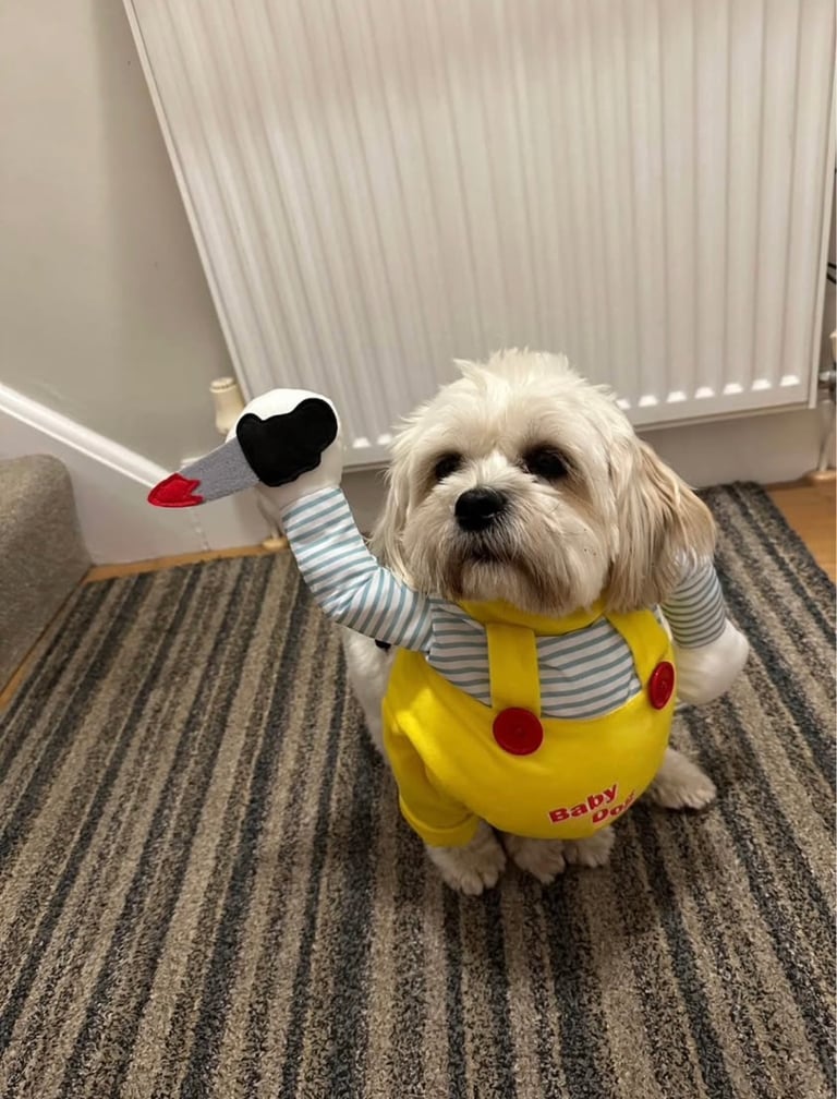 Dog costume