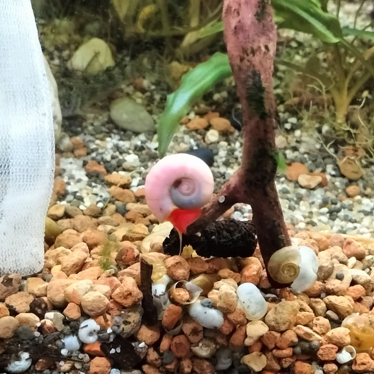 Neocardina shrimp for fish tank reds blues + wild colour - juvenile BN plecos- large Ramshorn snails