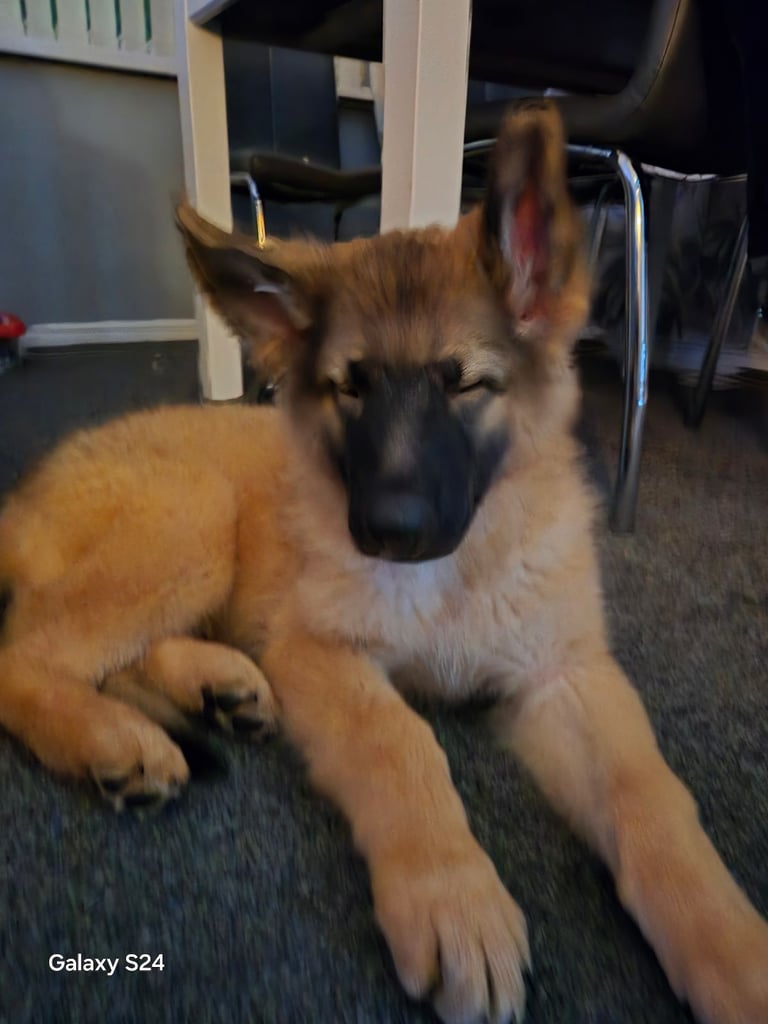 German Shepherd