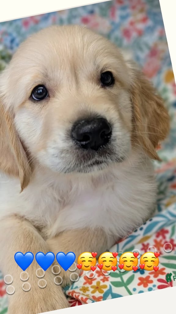 golden retriever puppy