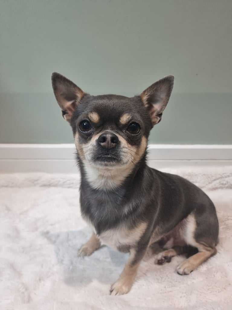 4yr old and  3 year old chihuahuas *MUST GO TOGETHER* 