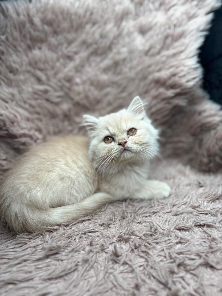 British longhair kittens 