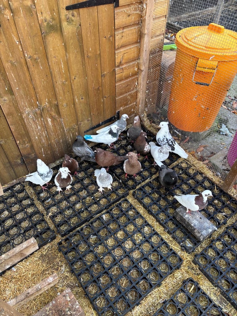 image for Iranian Pigeons for sale