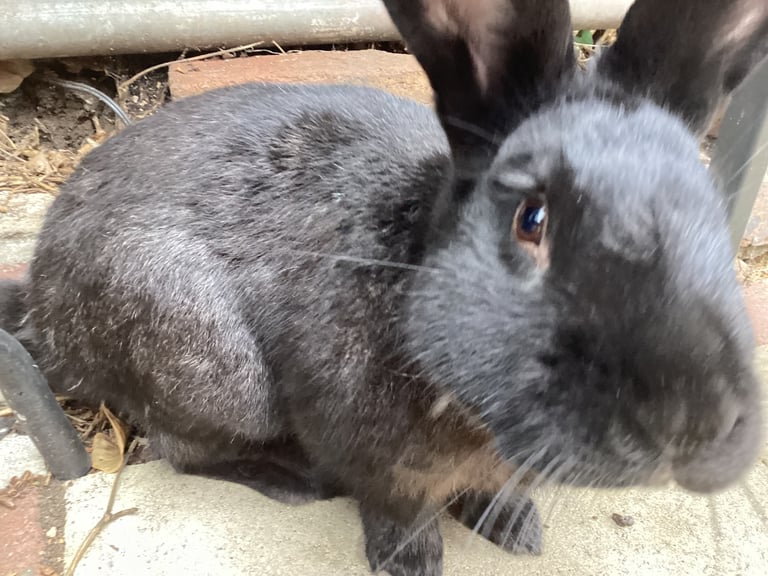Baby rabbits 