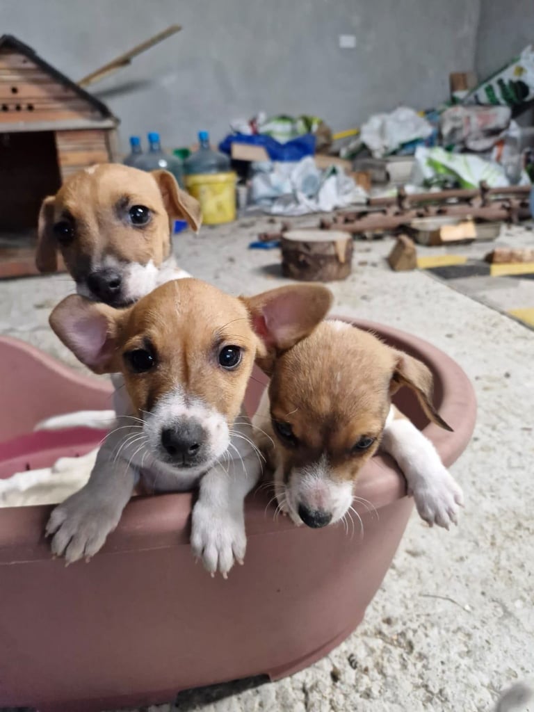 Jack Russel pups 