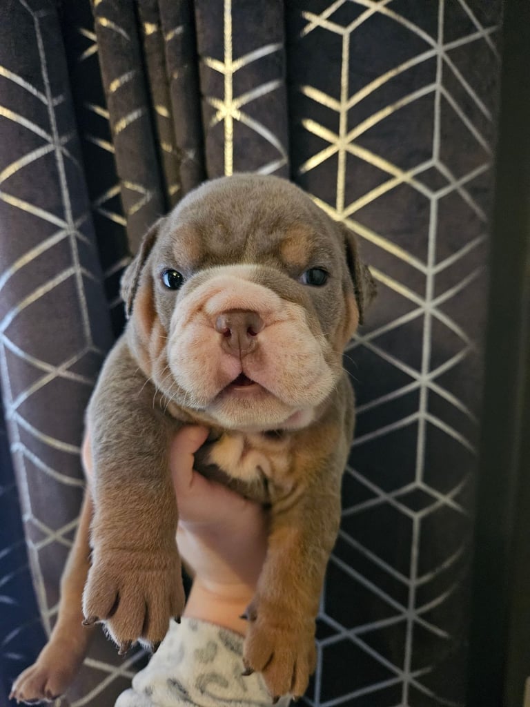 kc british bulldogs 