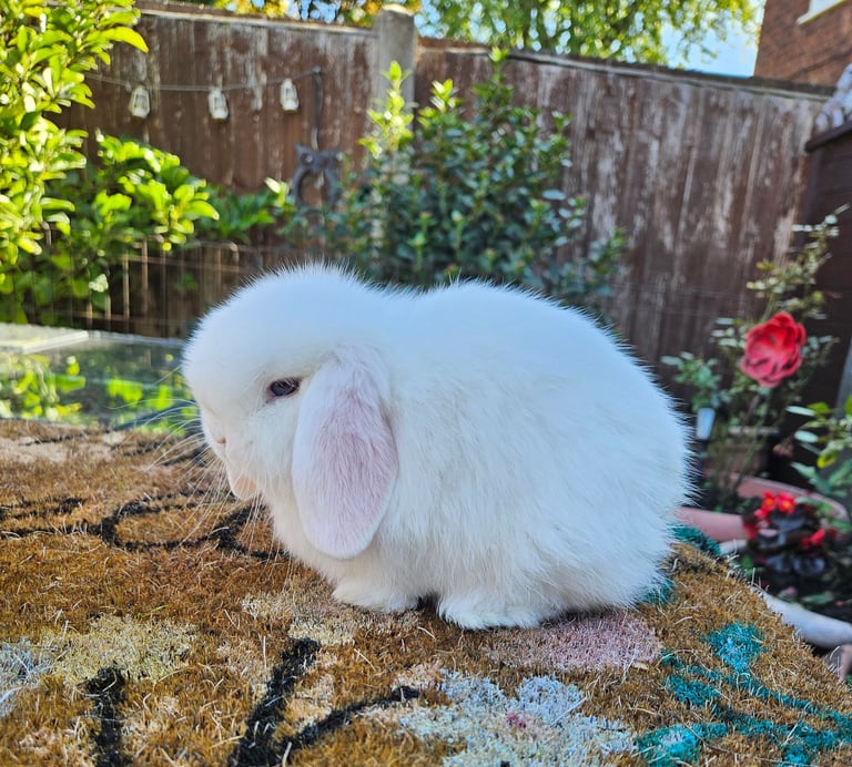 Baby boy mini lop 