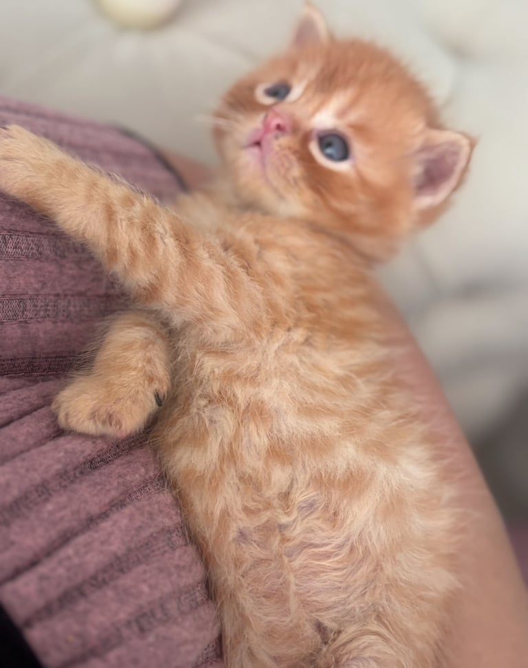 Adorable Persian x Bengal Kittens Ready for Their Forever Homes 