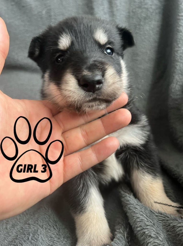 image for Beautiful German Shepherd × Chow × Alaskan Malamute Girl 