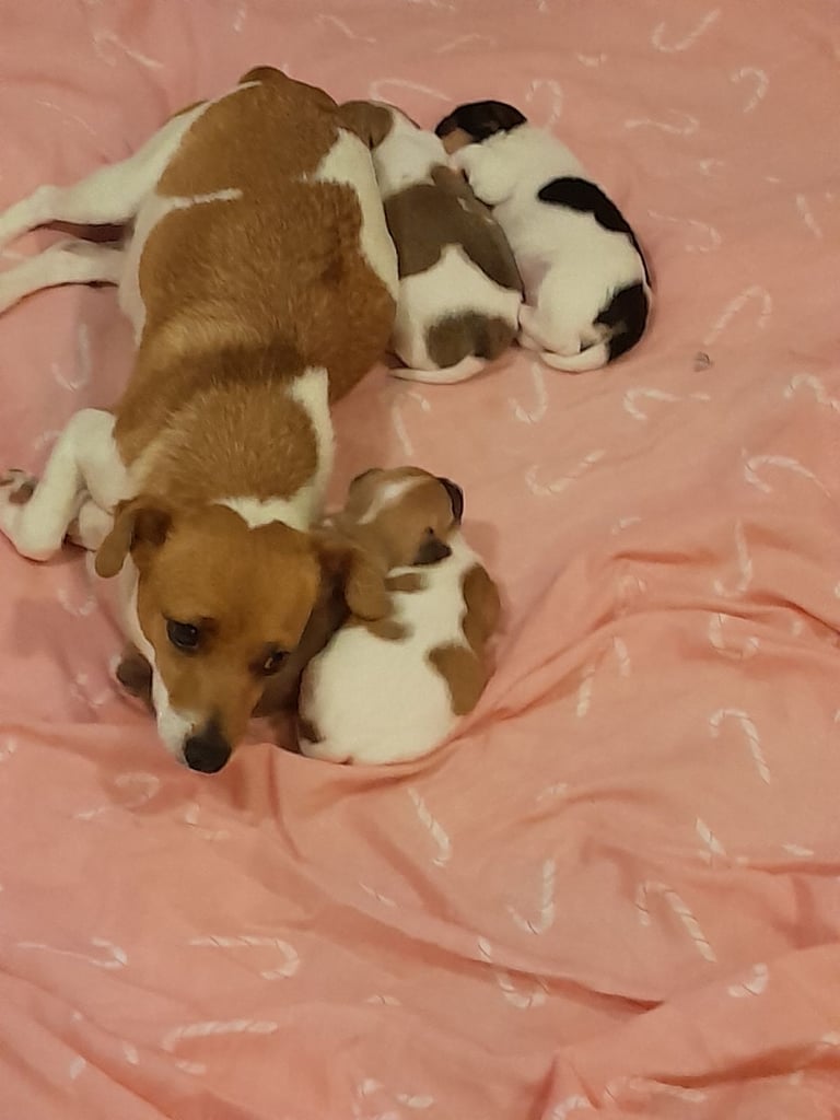 Jackrussels 