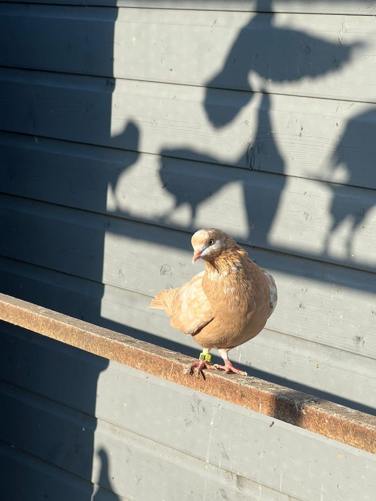Beautiful pigeons for sale in Edinburgh from £10