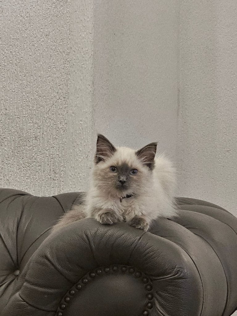 Male ragdoll kitten 