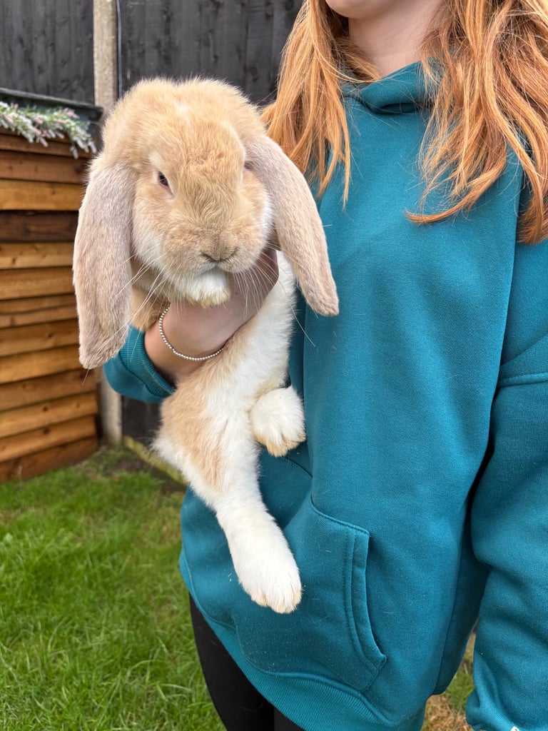 French lop rabbit