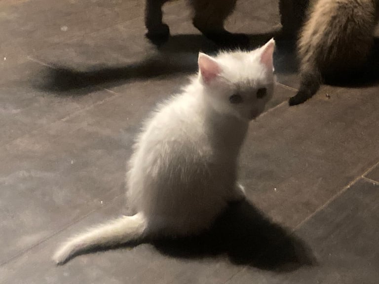 2 half ragdoll Kittens looking for a home