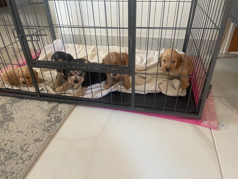 Kc show cocker spaniel puppy’s 