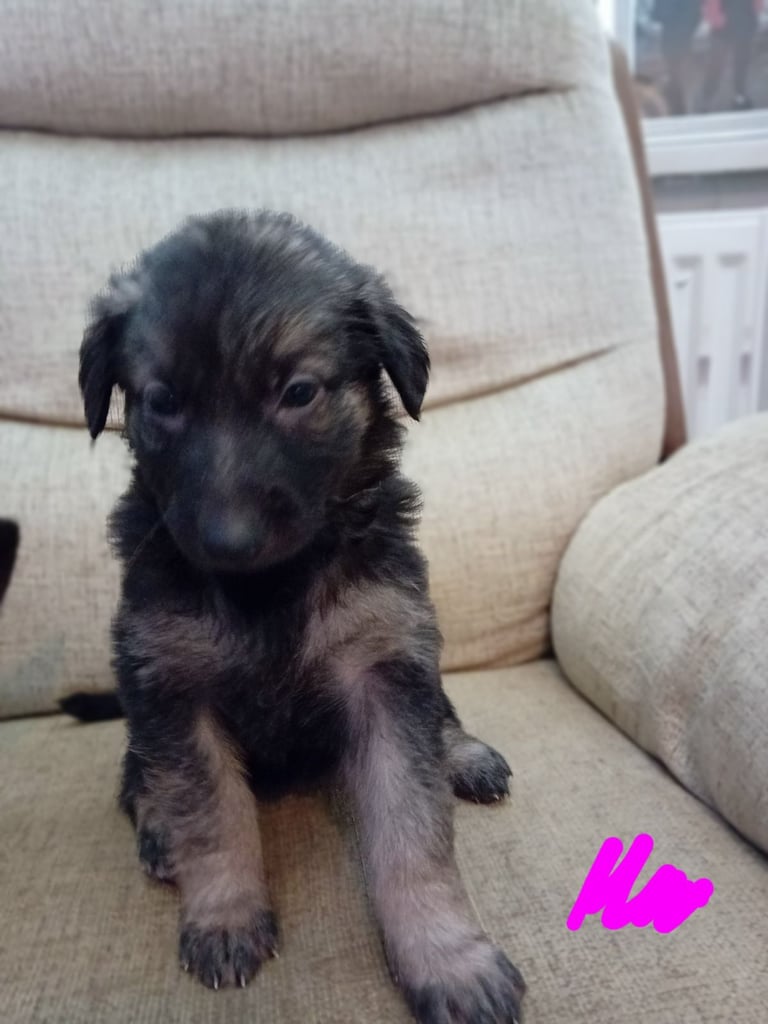 German Shepherd puppies 