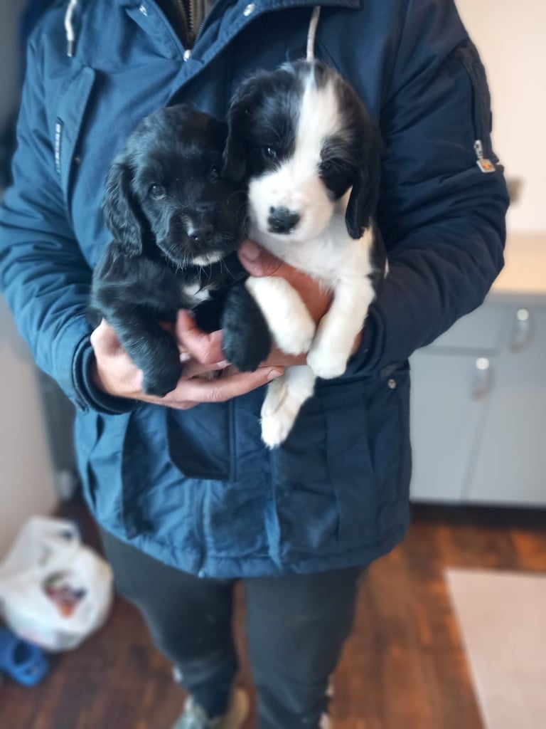 Cocker spaniel puppies 