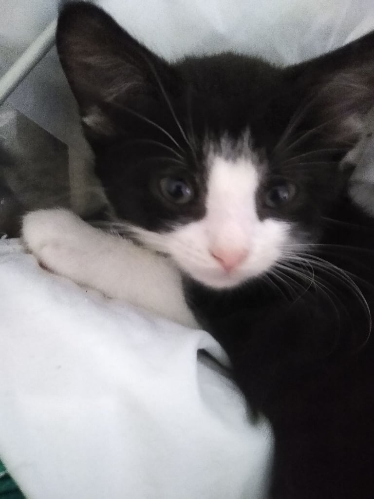 image for kittens