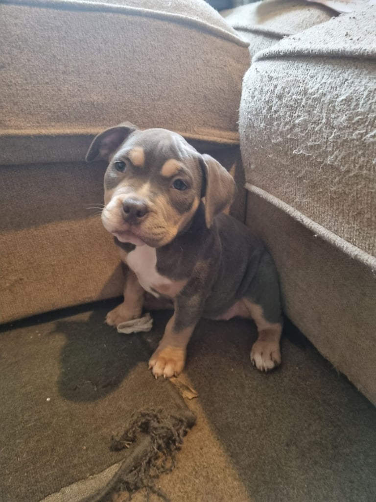 Pocketbully puppies 