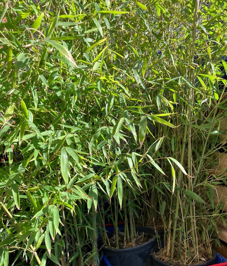 image for BAMBOO plants for sale in Orford