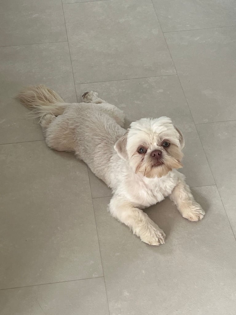 Female miniature shih Tzu 