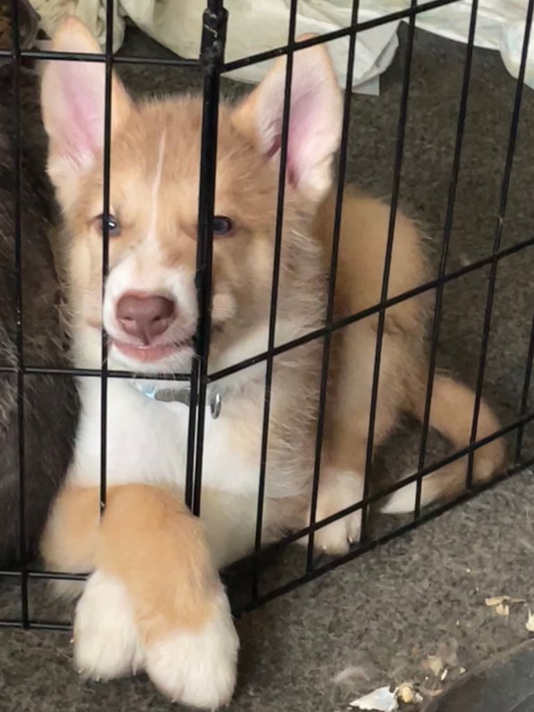 image for Puppy for sale